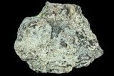 Triceratops Frill Shield Section - North Dakota #82940-1